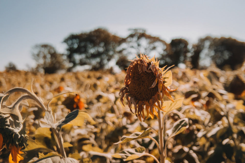 How Dehydration Affects Your Brain and Energy Levels (and How to Fix It Fast)